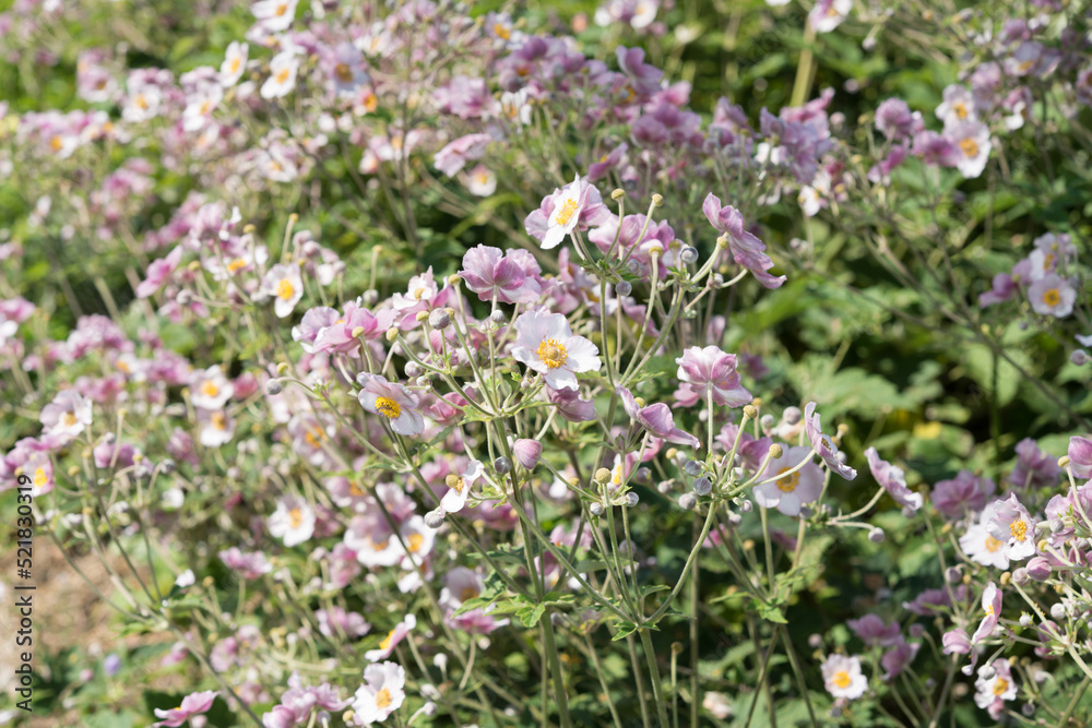 anemone flowers in the garden anemone flowers in the garden