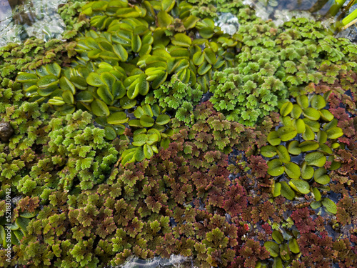 Water plants
