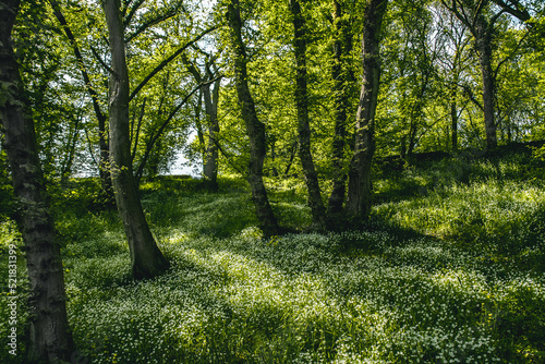 Lush green forest with white flowers in Ardennes, France