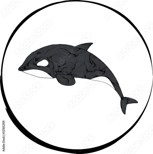 Dibujo vector de una orca en tinta. Fondo blanco y círculo. Logotipo para empresa, restaurante, pescadería, etc