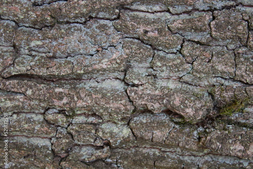 Oak tree bark