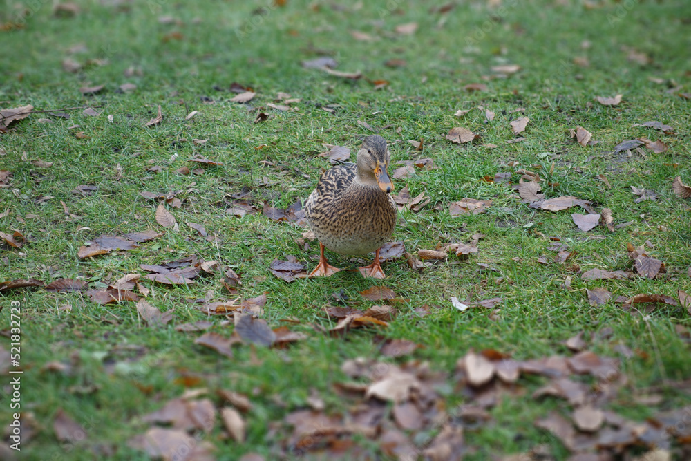 Ente Ente