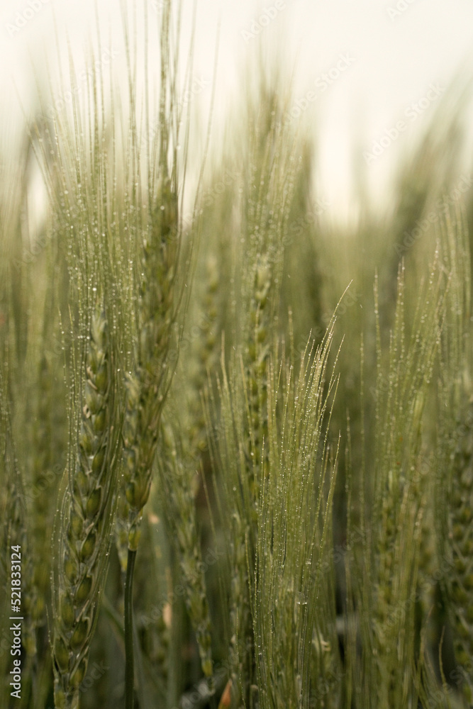 rye in the rain. harvest. drizzle. rye in the rain. harvest. drizzle.