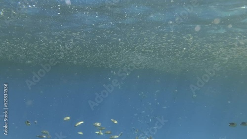 Visually distinguishable plankton-rich water layer (rarely seen phenomenon). Tropical fishes of various species eats in the surface water rich in plankton. photo