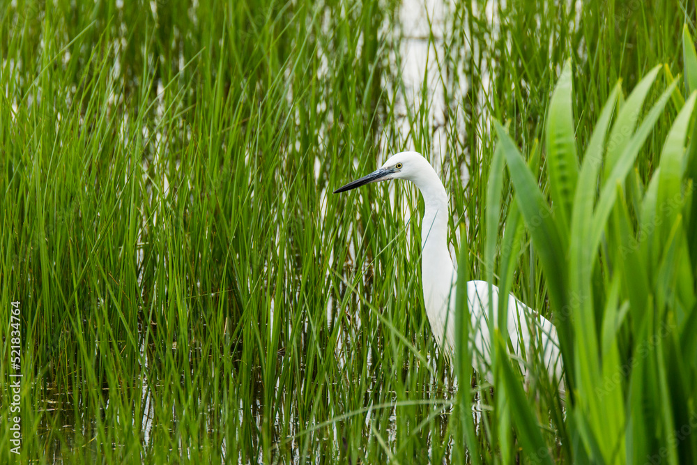 Little egret in Aiguamolls De L Emporda Nature Park, Spain Little egret in Aiguamolls De L Emporda Nature Park, Spain