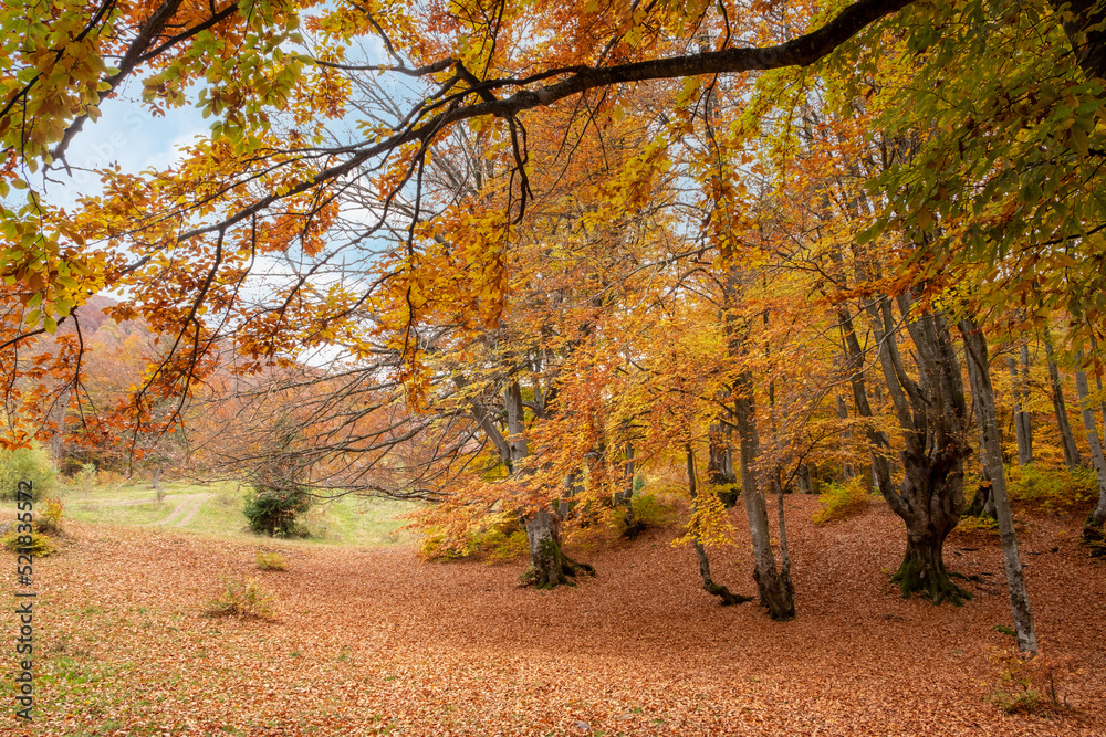 Fototapeta premium Beautiful forest with golden foliage in autumn park