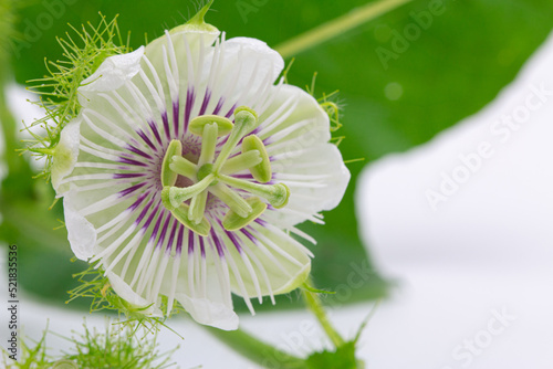 Close up , Passiflora foetida the  green leaf on white background of tropical plant with blooming
