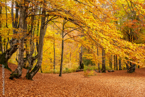 Beautiful forest with golden foliage in autumn park