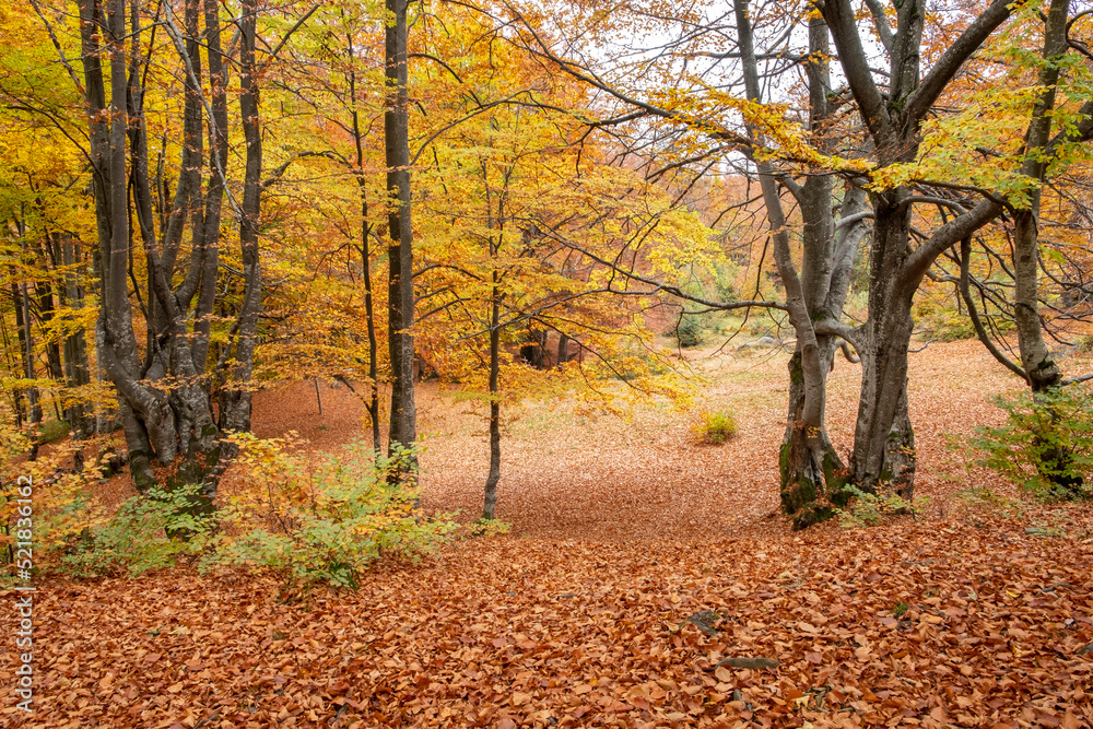 Yellowed trees and fallen leaves in the forest in late autumn Yellowed trees and fallen leaves in the forest in late autumn