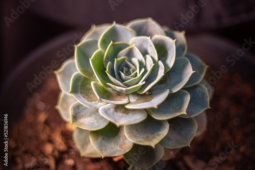 plantas leguminosas decorativas photo