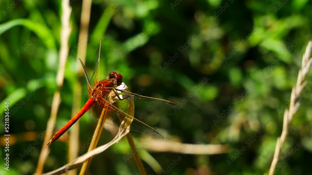 Red dragonfly hunts sitting on a dry stalk. Red dragonfly hunts sitting on a dry stalk.