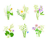 Wildflowers Composition with Meadow Plants and Flora Vector Set
