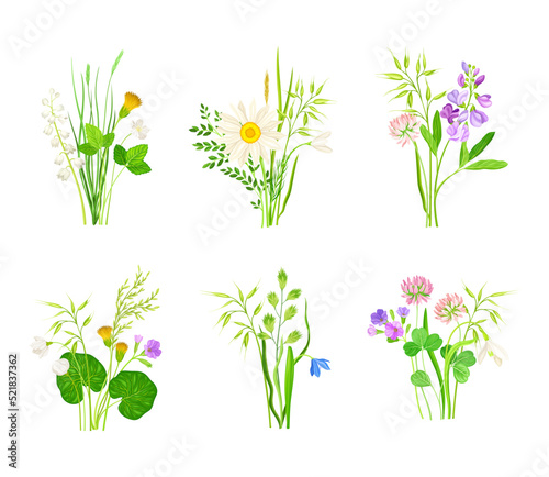 Wildflowers Composition with Meadow Plants and Flora Vector Set