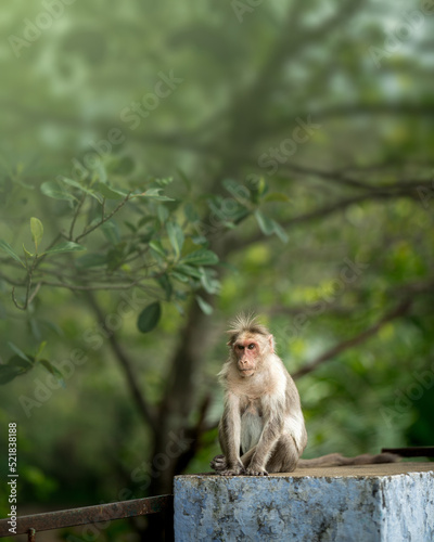 Monkey sitting on wall near trees