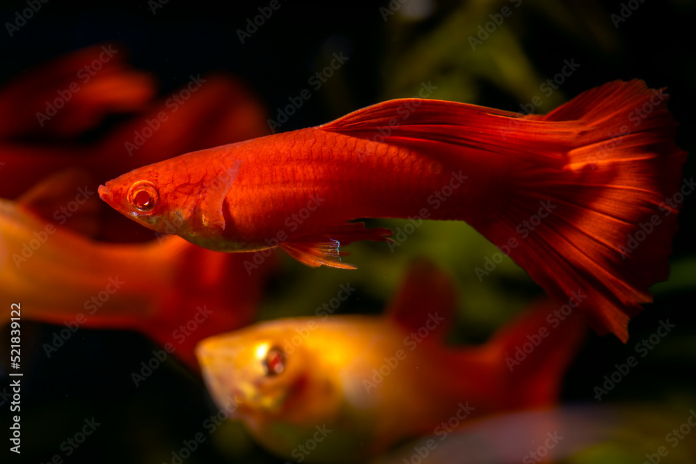 Obraz premium The Full Red Albino Guppy (Poecilia reticulata var. 