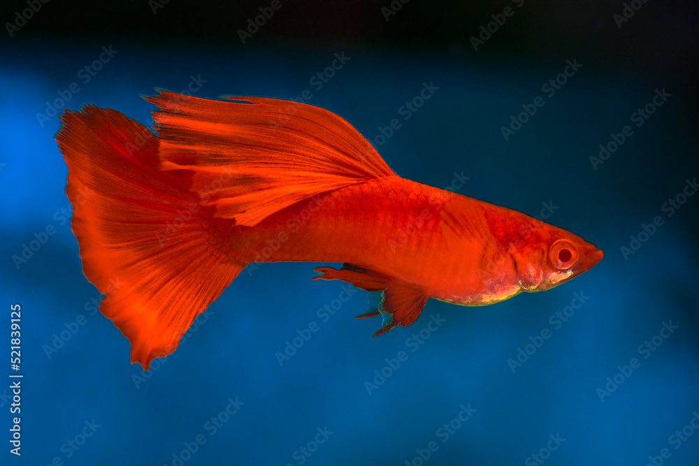 The Full Red Albino Guppy (Poecilia reticulata var. 