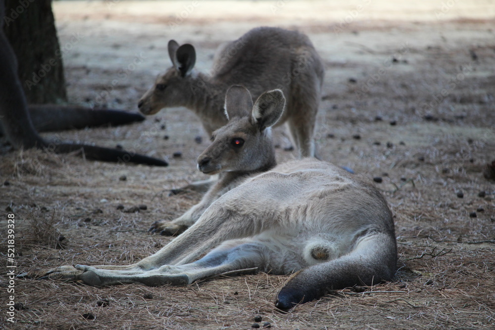 kangourou au zoo