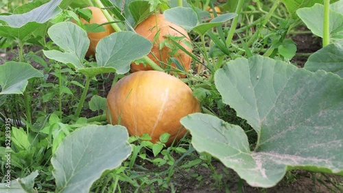 Ripe orange pumpkins on a melon field in green foliage. Vegetables in the garden and orchard, fresh harvest ripens, vegetarian food. Organic non-GMO food. Background, screensaver. UHD 4K.