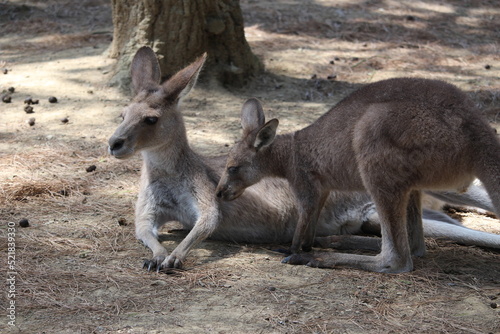 kangourou au zoo © canecorso