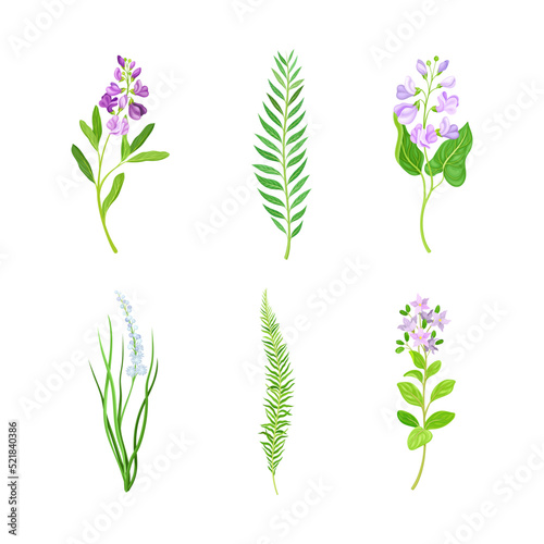 Violet Flowers or Blossom on Leafy Stalk or Stem Vector Set