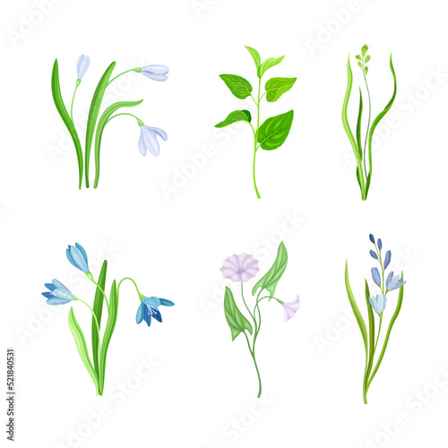 Violet Flowers or Blossom on Leafy Stalk or Stem Vector Set
