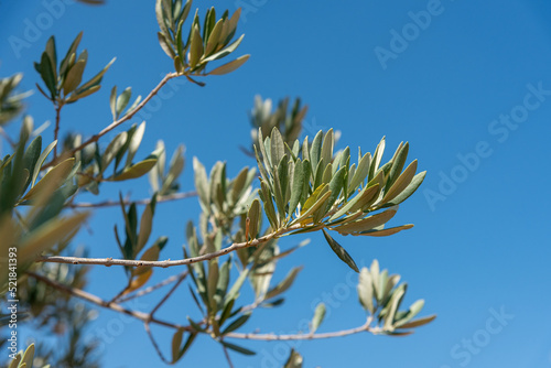 An olive tree branch against a summer blue sky photo