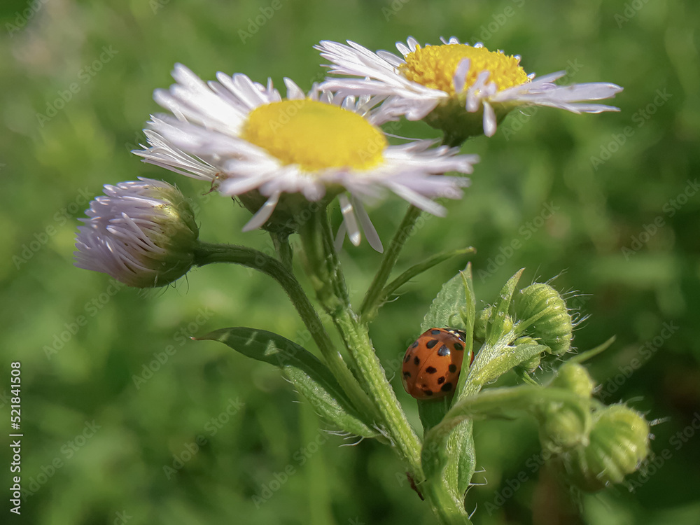 ladybug on daisy