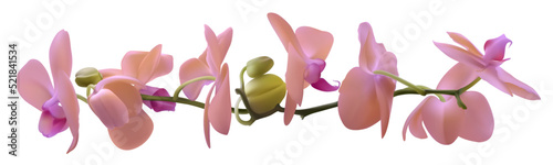 Pink orchids. Floral background. Tropical. Buds. Horizontal pattern. Isolated.
