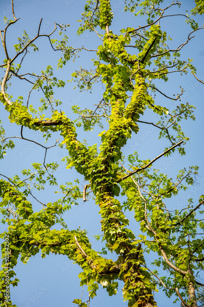 Fototapeta premium branches against blue sky
