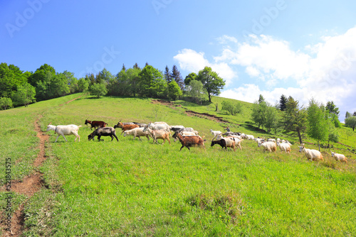 Herd of sheeps grazing in mountains in Ukraine