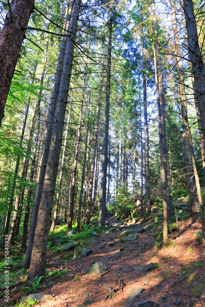 Dovbush trail on Mount Makovitsa in Yaremche, Ukraine Dovbush trail on Mount Makovitsa in Yaremche, Ukraine