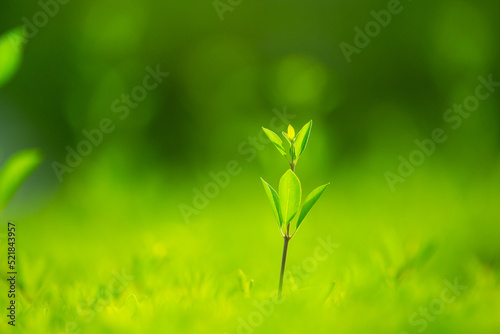 green leaf blurry background