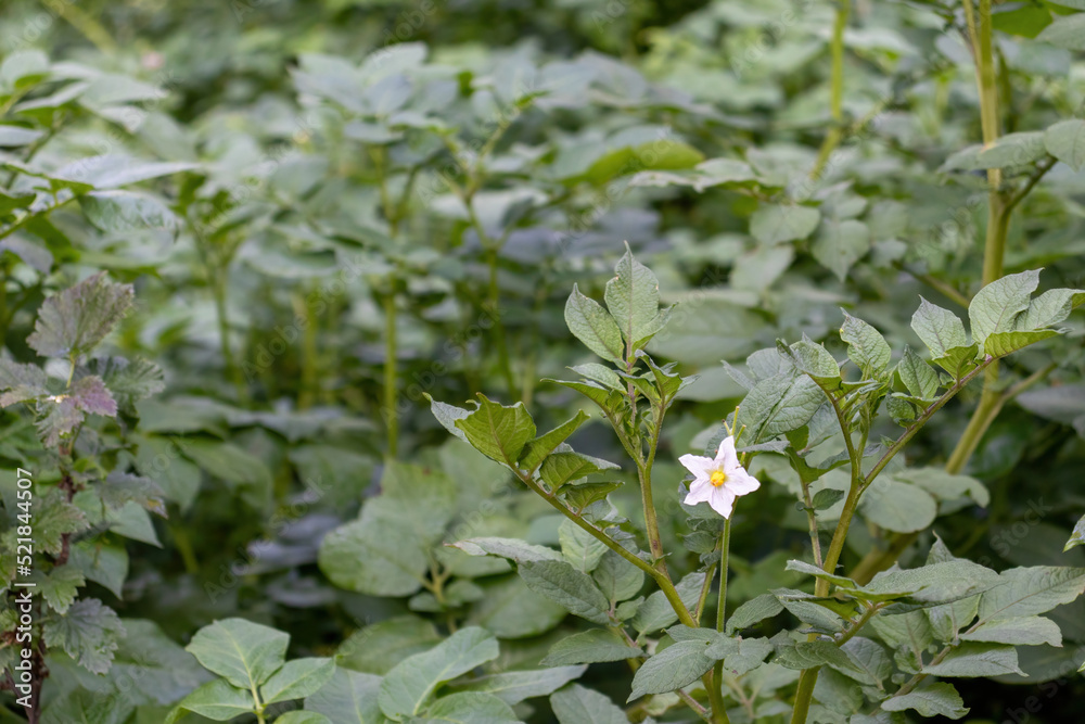 Green leaves of potato bushes with blurred background. Potato grows in the garden. Green leaves of potato bushes with blurred background. Potato grows in the garden.