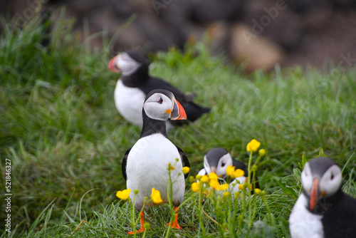 Puffin along with others - Seabird