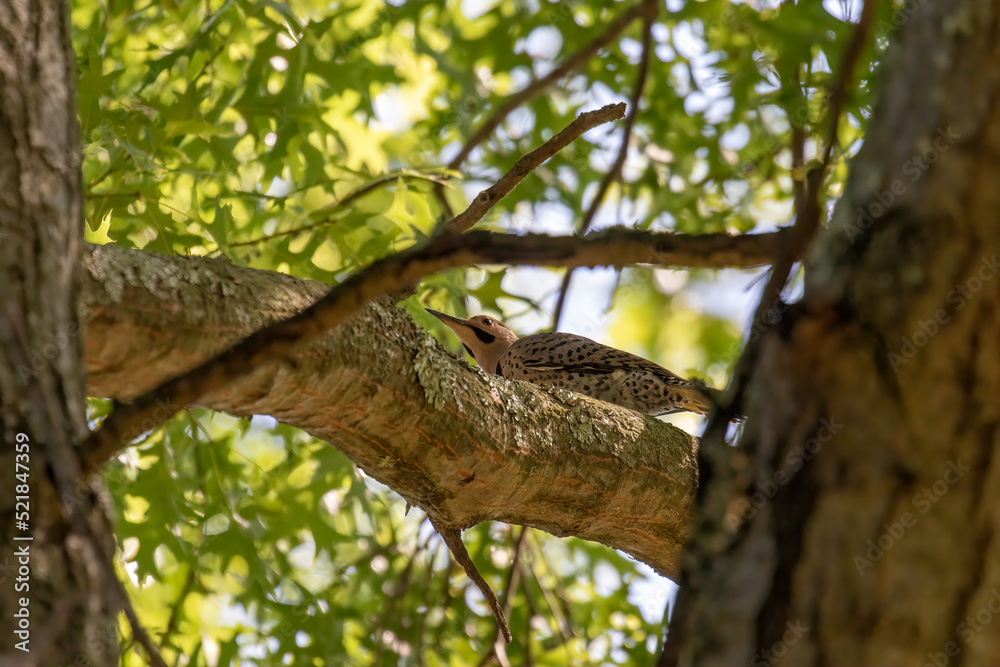 Fototapeta premium bird in tree