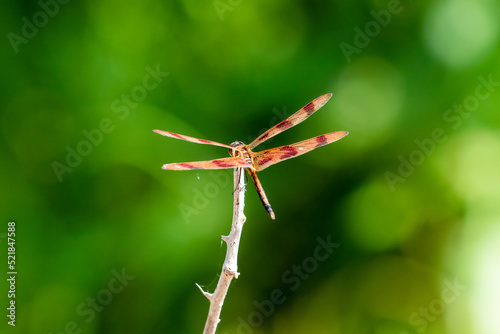 dragonfly on a green background