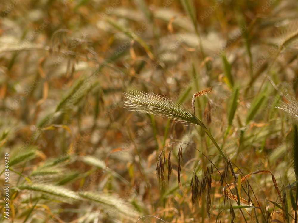 Fototapeta premium wheat in the wind