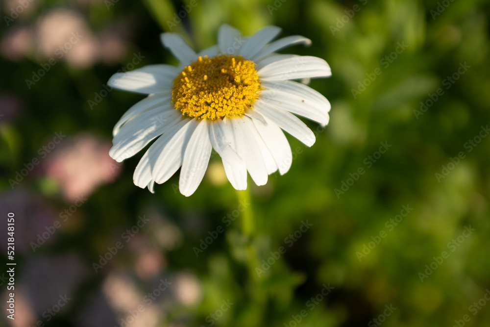 Obraz premium Big camomile flower on blurred green background, close-up. Chamomile with white petals for poster, calendar, post, screensaver, wallpaper, card, banner, cover, website, copy space for your design or