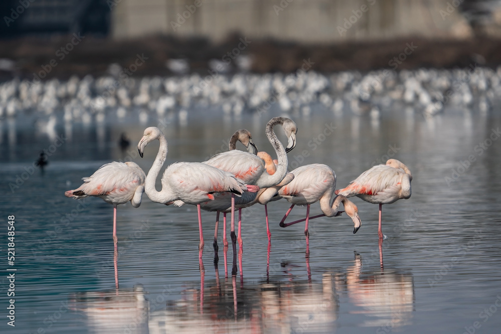 Group of Greater flamingos (Phoenicopterus roseus), Camargue, Turkey