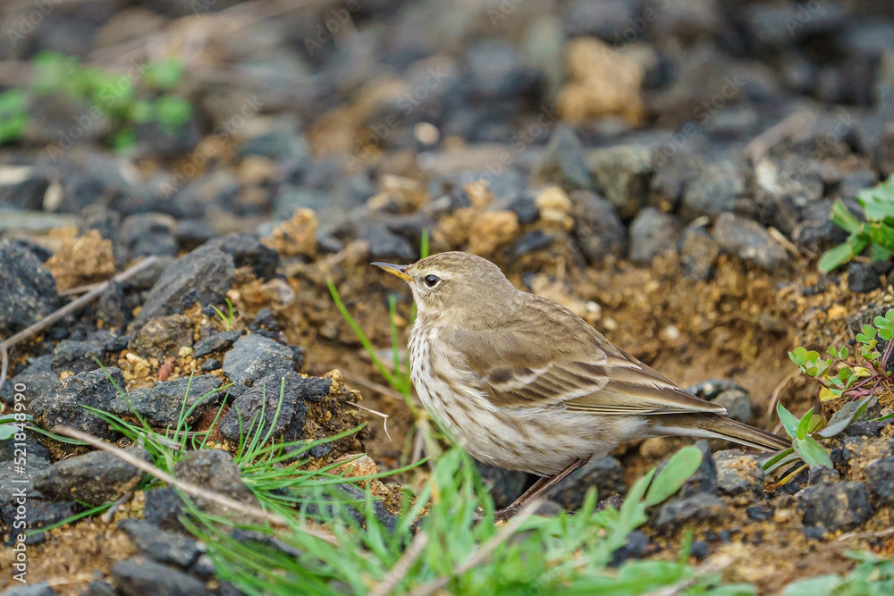 Anthus spinoletta (Water pipit) feeding on grass Anthus spinoletta (Water pipit) feeding on grass