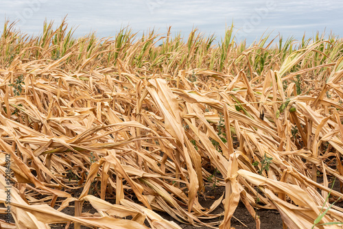 Drought-stricken corn crop in Hungary, EU. Drought-stricken corn plant. 