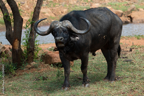 African Savanna Buffalo (Syncerus caffer) reflectively chewing the cud at Kudusfontein farm, North West