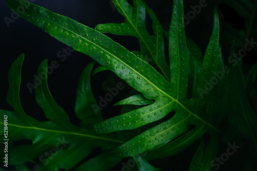 Monarch fern green leaves on natural dark background. Low key nature photography style.