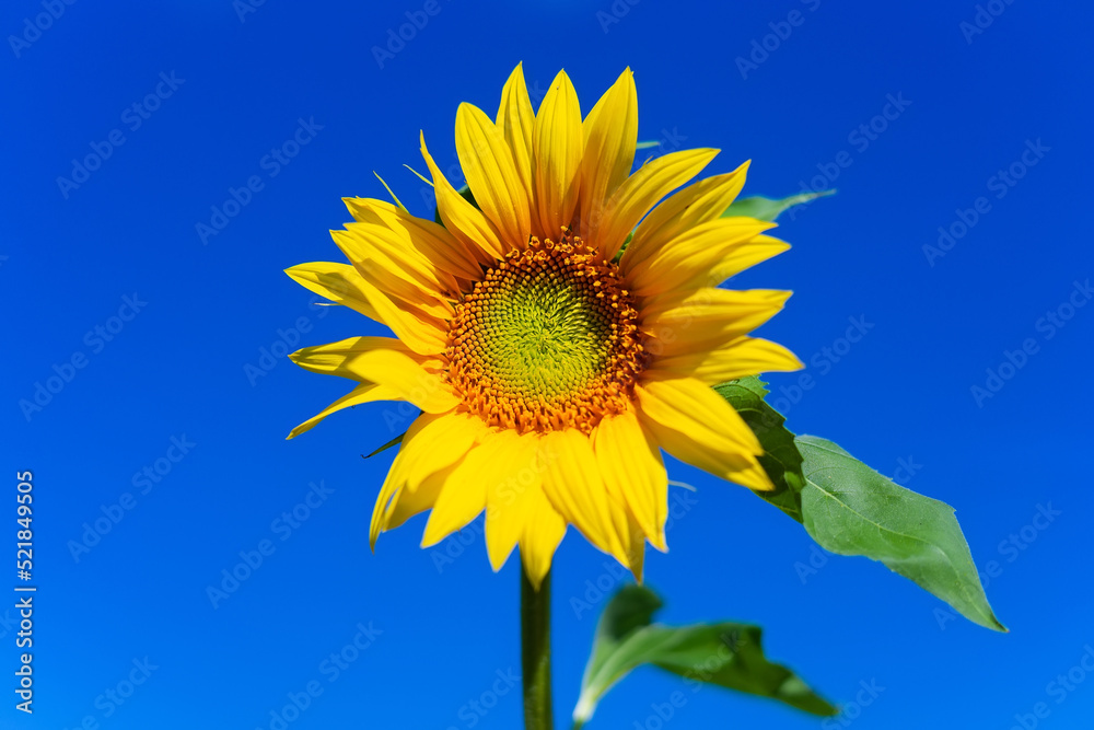 Beautiful landscape with sunflower field over blue sky. Nature concept... Beautiful landscape with sunflower field over blue sky. Nature concept...