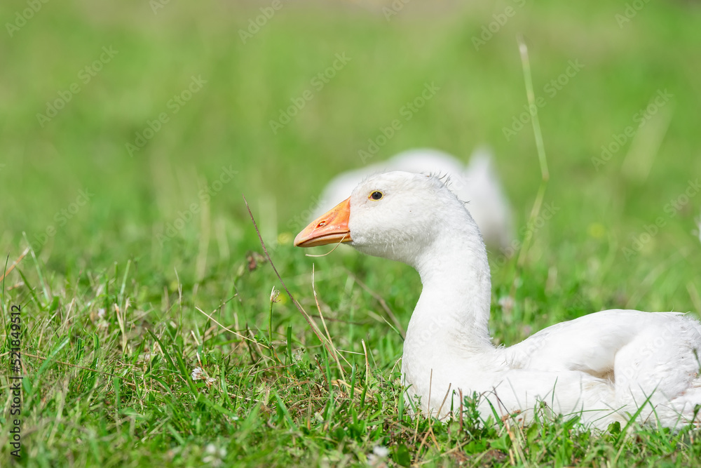 side view of white goose standing on green grass.. side view of white goose standing on green grass..