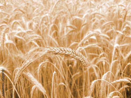 a ripe spike in a field of yellow wheat  wheat field waiting for harvest
