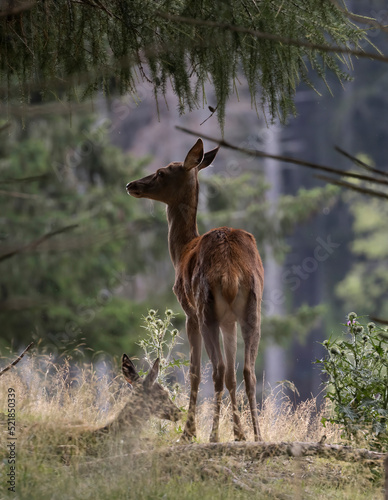 A wonderful surprise. Female deer photo