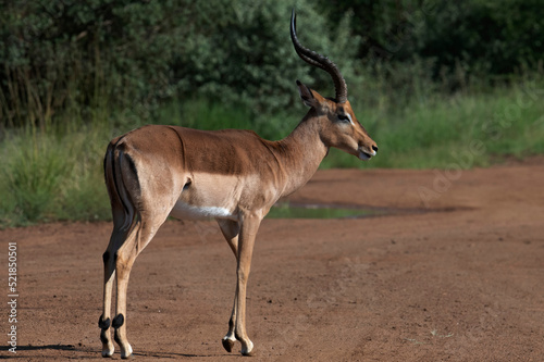 Impala ram (Aepycernos melampus) displays his long, graceful lyrate horns on a gravel road in Pilanesberg National Park, North West.