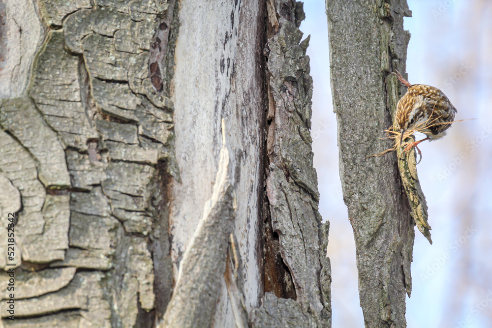 Fototapeta premium Ein Gartenbaumläufer, Certhia brachydactyla bringt Nistmaterial zur Nisthöhle 