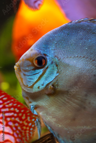 Portrait eines schönen farbigen Diskus Diskusbuntbarsch in einem Schwarzwasser Aquarium.
 photo